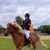 :iconshetxhorse: