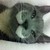 :iconshewolf2118: