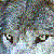 :iconshewolfdanielle: