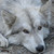 :iconshewolffff: