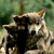 :iconshewolfofdarkness: