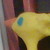 :iconshi-claykitten: