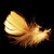 :iconshiagraphic: