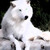 :iconshiena-wise:
