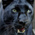 :iconshifterzen: