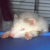 :iconshiftyferret: