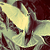 :iconshilkplus: