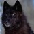 :iconshiloh-is-here: