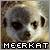 :iconshilomeerkat: