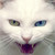 :iconshimizu-hitomi: