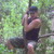 :iconshimtorac: