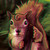 :iconshinds: