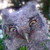 :iconshinerbee: