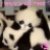 :iconshinhana: