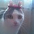 :iconshinigamiola: