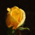 :iconshinigamisangel02: