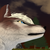 :iconshinigmoon: