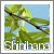 :iconshinihana: