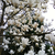 :iconshining-cobwed: