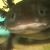 :iconshiningmoon:
