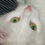 :iconshininoar: