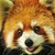 :iconshinobi-kitten: