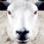 :iconshinobi-sheep: