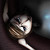 :iconshinqua: