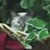 :iconshinwakurai: