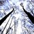 :iconshira-demushroom: