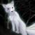 :iconshiro-mimi-kitsune: