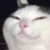 :iconshiroageha: