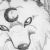 :iconshiroiluna: