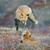 :iconshiruba-kitsune: