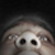 :iconShitB: