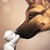 :iconshivawolf: