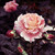 :iconshizuka-no-hime: