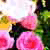 :iconshizukana-lee: