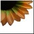 :iconsho0ting-star: