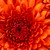:iconshoe5150: