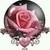 :iconshoediva: