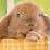:iconshojento: