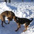 :iconshoker01: