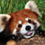 :iconshokora-kukki: