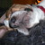 :iconshopan3000: