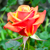 :iconshoppingrl: