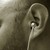 :iconshore-z:
