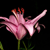 :iconshortbusartist: