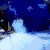 :iconshortie-artemis: