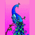 :iconshovia: